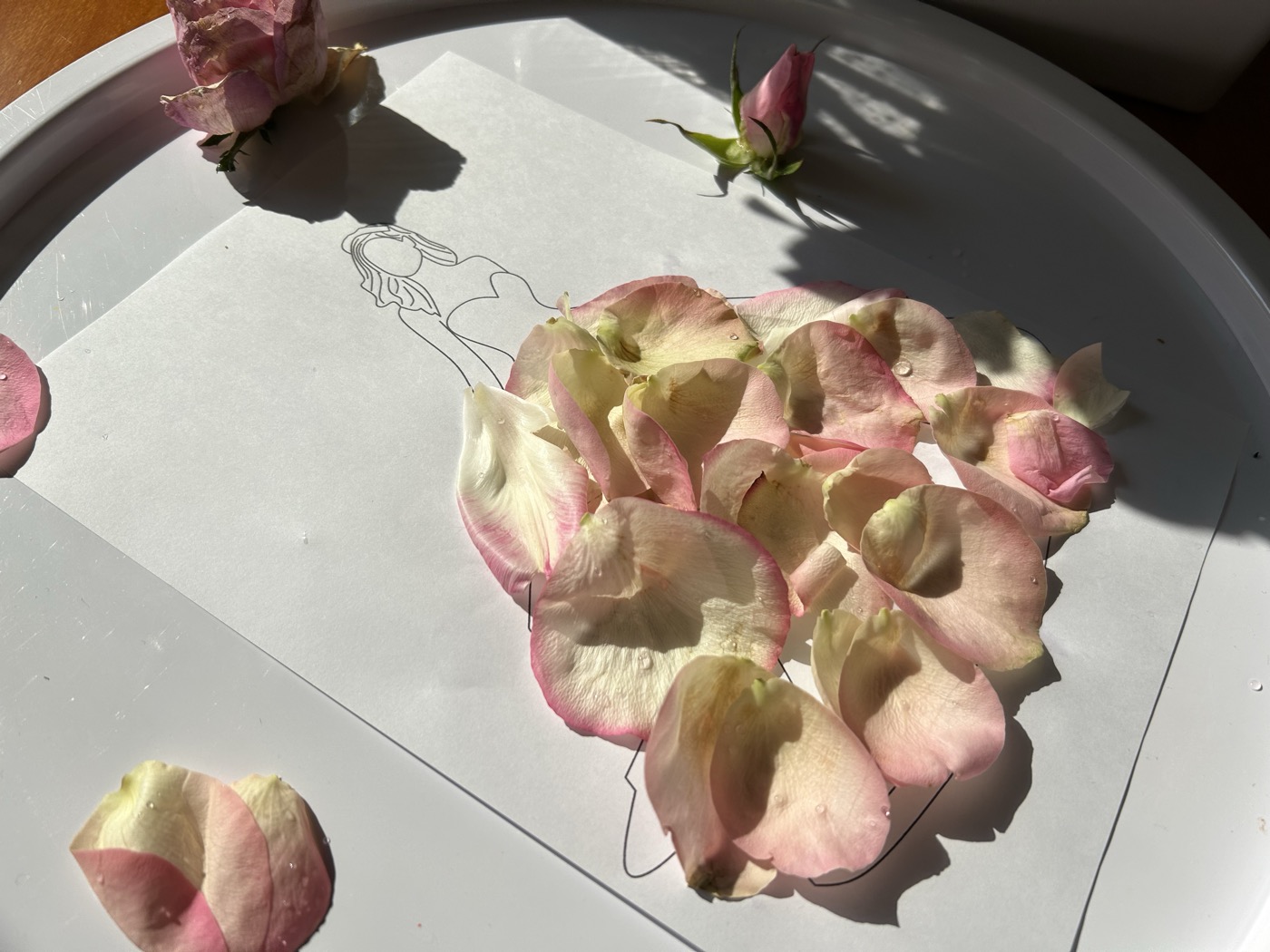 仮写真：ホームページ用の花びらの写真